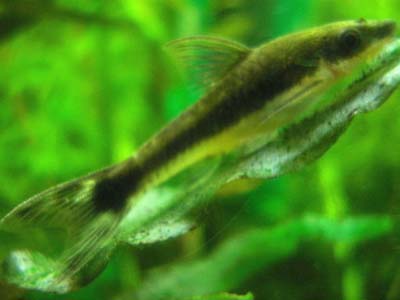 Otocinclus bororo